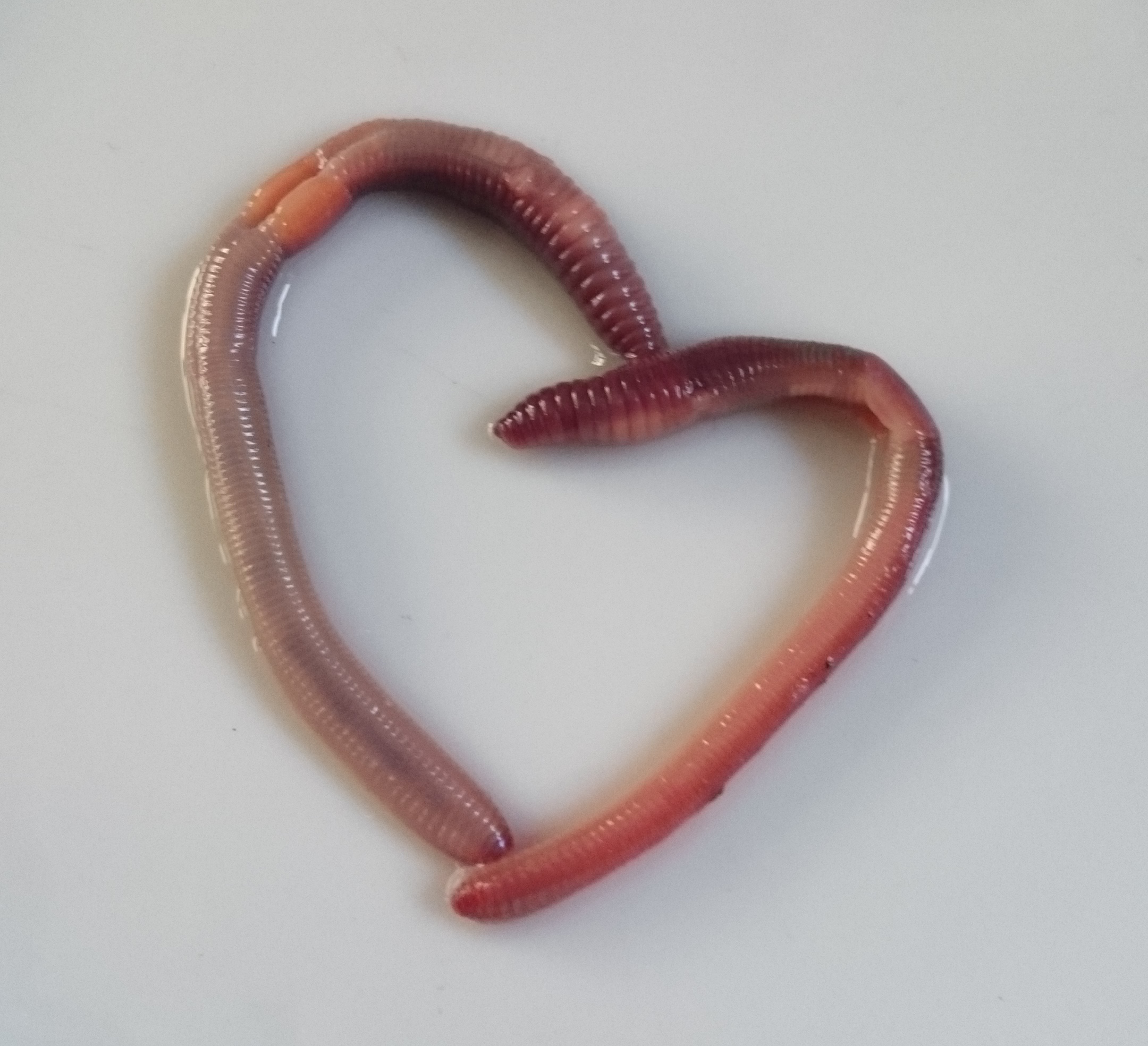 the-amorous-earthworms-earthworm-watch